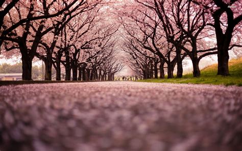 Black Blossom Photos, Download The BEST Free Black Blossom .